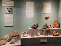 Naturkundemuseum in Hallstatt