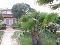 wünderschöne Palmen