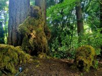 Buchards Garden (1)