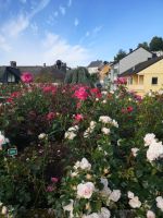 Man sieht die Welt durch die Blumen 