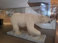 Er ist nicht gefährlich 