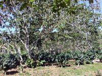 Kaffeeplantage in Guanayara