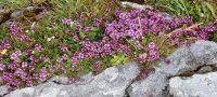 blühende Pflanzen zwischen den Steinplatten in den Burren