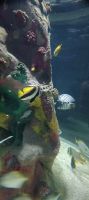 im Aquarium von Dingle