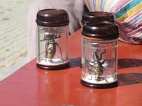 Ausgang für die Haustiere