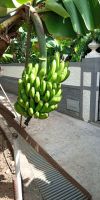 Tag 7 Bananenstaude am Wanderweg bei Madalena do Mar