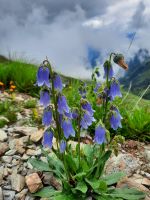 Schleuchzers Glockenblume