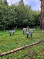 Ballenberg Freilichtmuseum 