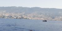 Tag 8 Delphinebeobachtung vor der Küste Funchal 