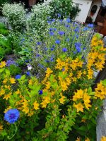 Kornblumen und Punktierter Gilbweiderich