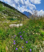 Glockenblumen