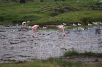 75 Flamingos in Kenia