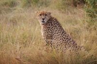 101 wunderbare Begegnung