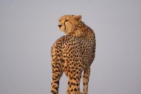 121 Gepard auf einer Anhöhe