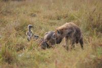 131 Hyäne zum Reste essen