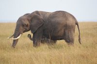 175 Elefant mit Kalb