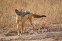 192 Schabrakenschakal