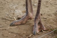 286 gefährliche Füße