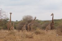 372 Giraffen mit Jungtieren