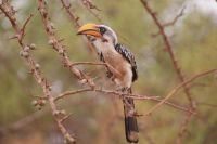 384 Gelbschnabeltoko