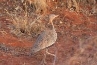 390 Schwarzbauchtrappe