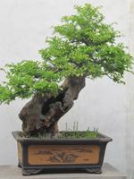 Bonsai