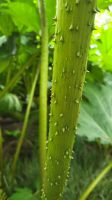 021 – Edinburgh, Botanischer Garten, Mammutblatt