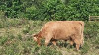 071 – Highlands, Glen Coe, Coo