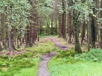 2. Reisetag – Loch Lomond & West Highland Way – Wanderung auf dem West Highland Way von Rowardennan nach Inversnaid