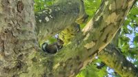 Tierische Bewohner 