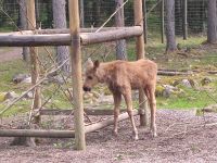 044-Elchpark Groenasens