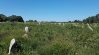 Carnac Steinreihen von Le Ménec