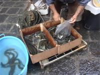 Fischmarkt Catania
