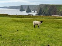 6. Reisetag – Inverness bis Kirkwall – Wanderung zu den Stacks of Duncansby