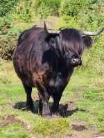 Hairy Coo.jpg