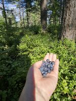 Heidelbeeren an der Högakustenbrun