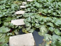 Seerosen im Park Terra Nostra