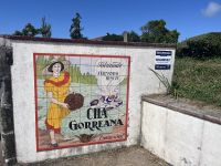 Zu Besuch bei der Teeplantage 