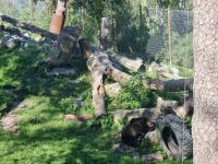 Freilichtmuseum Skansen 