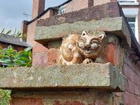 20240802 Chester 04 grinning cat