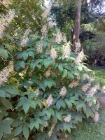 20240802 Arley Arboretum 05