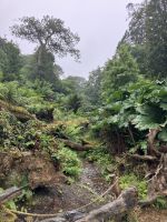 Südengland, Lost Gardens of Heligan, Dschungel