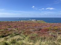Südengland, Land‘s End, Heideblüte
