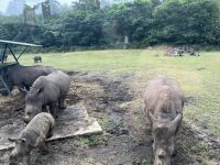 Safari im Serengetipark