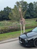 Safari im Serengetipark