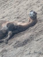 Safari im Serengetipark