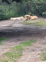 Safari im Serengetipark