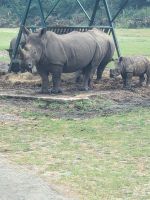 Safari im Serengetipark