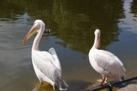 Pelikane St. James Park