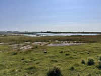 Tag 10 - Stora Alvaret